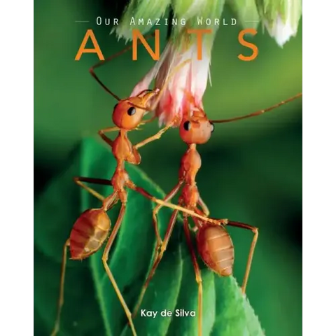 Ants: Amazing Pictures & Fun Facts on Animals in Nature