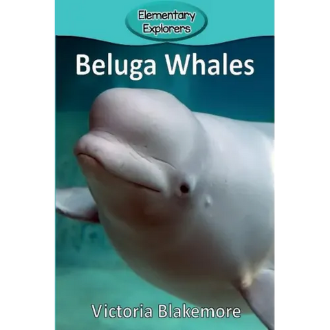 Beluga Whales
