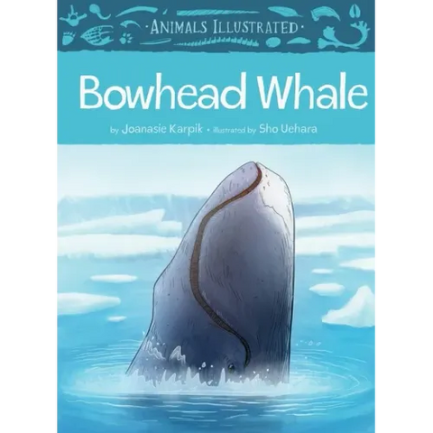 Animals Illustrated: Bowhead Whale