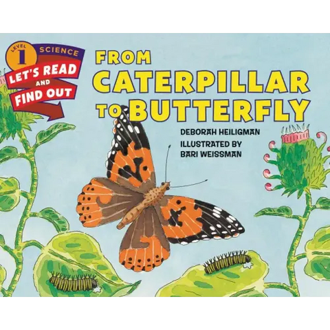 From Caterpillar to Butterfly