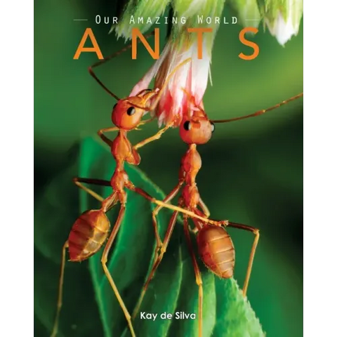 Ants: Amazing Pictures & Fun Facts on Animals in Nature