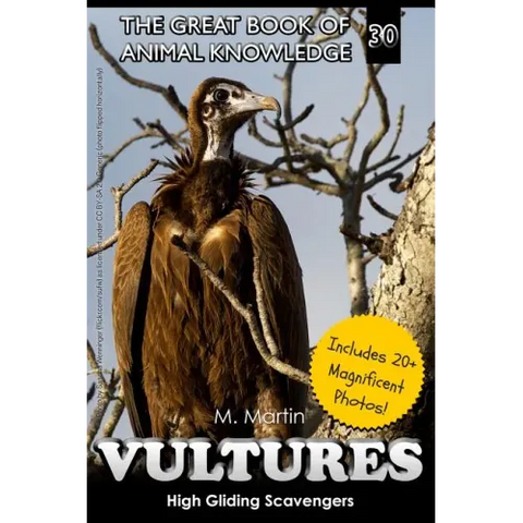 Vultures: High Gliding Scavengers
