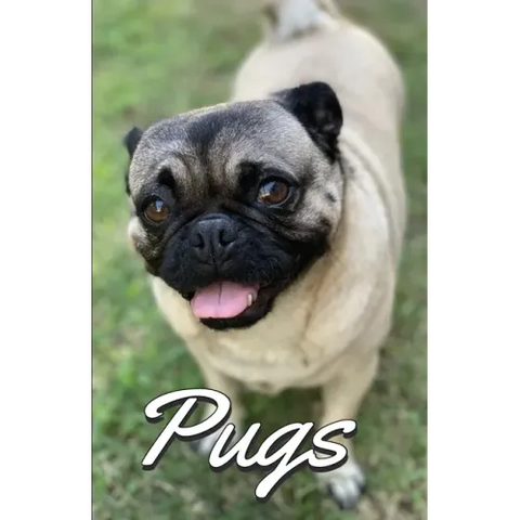 Pugs Photo Book for Writing and Note Taking: Writing Pad with Pug Pictures, Dog Lover Gifts
